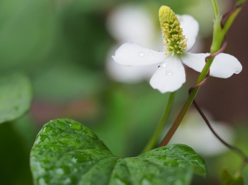 どくだみの花