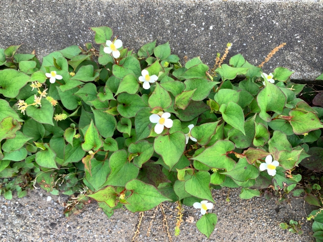 繁茂するどくだみ