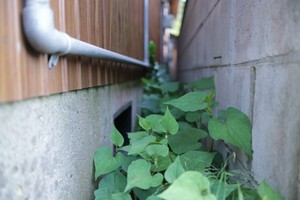 庭に生えたどくだみ