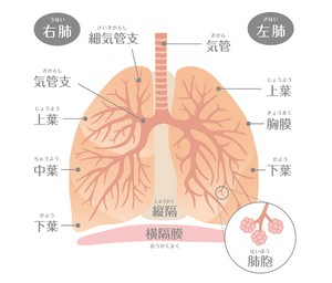 肺の説明図