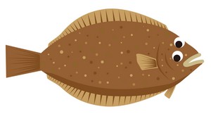 カレイ